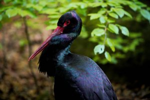 schwarzer storch